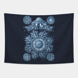 Ernst Haeckel Discomedusae Jellyfish Plate 28 Blue Tapestry