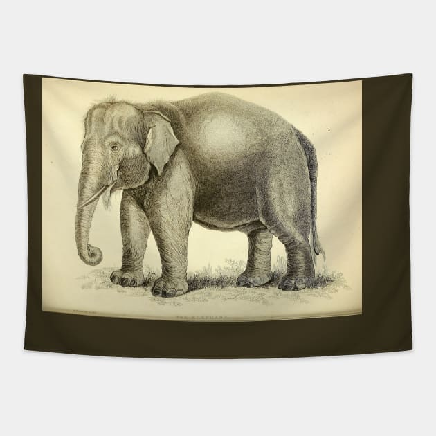 Elephant Tapestry by Amanda1775