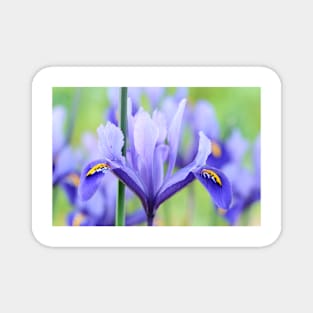 Iris  &#39;Harmony&#39;  Reticulata Magnet