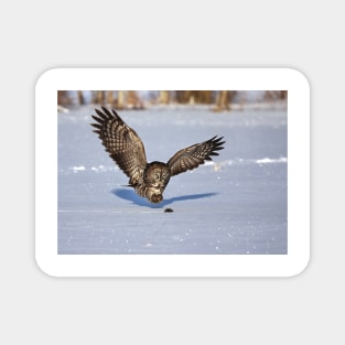 Great Grey owl catches a mouse Magnet