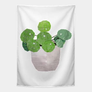 Pilea - house plant Tapestry