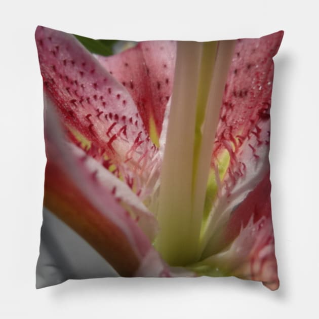 Beautiful photograph of lily flower Pillow by Annalisseart24