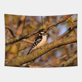 Male Downy Woodpecker Perched In A Tree Tapestry