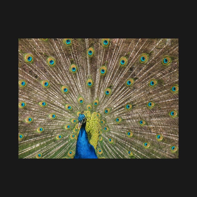 Peacock Displaying Feathers by TonyNorth