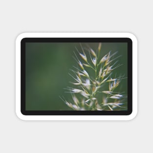 Grass Seeds Magnet