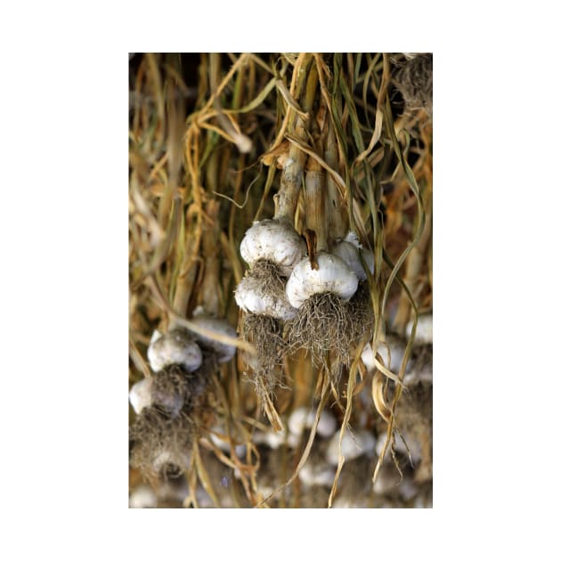 Hanging Garlic (vert) by photoclique