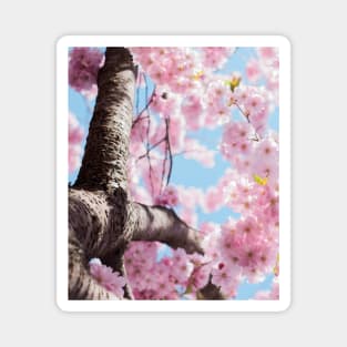 Aesthetic Cherry Blossom Magnet