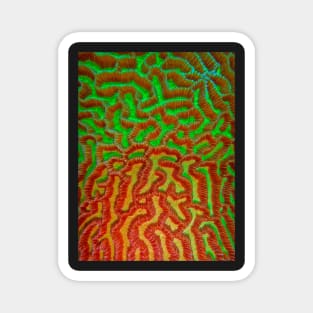 CORAL PATTERN Magnet