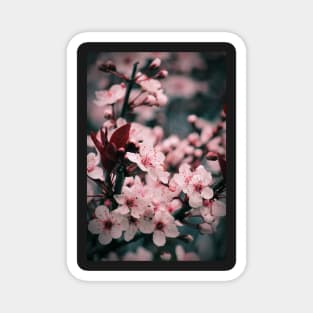 Sakura - Japanese Cherry Tree Blossoms Magnet