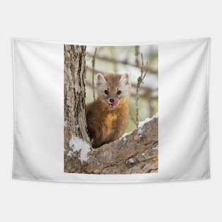 Pine Marten in Algonquin Park Tapestry