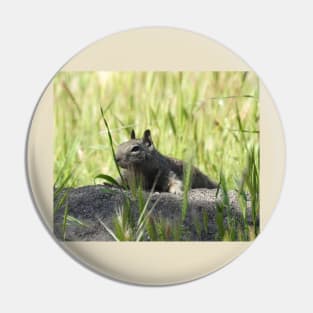 Ground squirrel, squirrels, animals, wildlife, gifts Pin