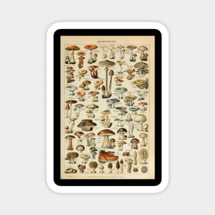 Adolphe Millot Fruits Champignons Chart Illustration - Mushrooms Magnet