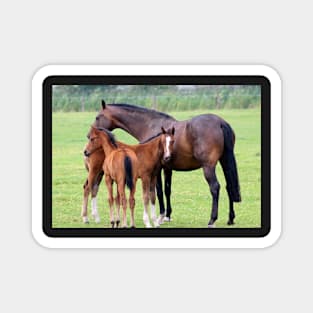 Horse Family Magnet