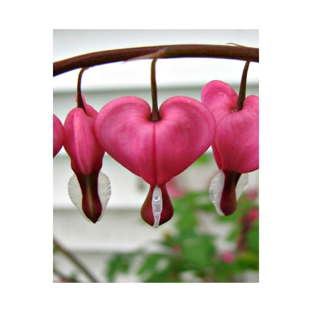 Bleeding Hearts by ARTWORKandBEYOND