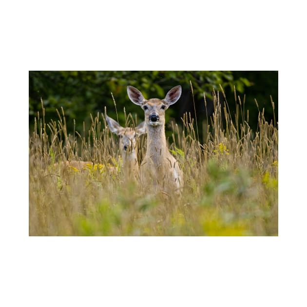 White-tailed Deer by jaydee1400