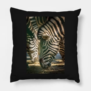 Zebra herd eating Pillow