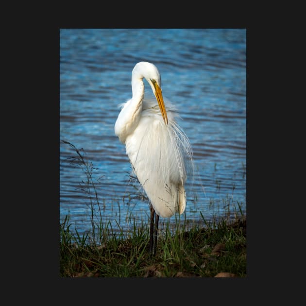 Eastern Great Egret, Maleny, Queensland by AndrewGoodall