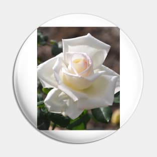 Soft White Rose Bloom Pin