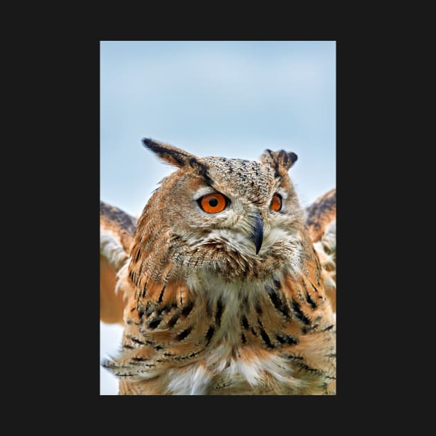 Eurasian Eagle Owl by richard49