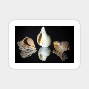 Conch shells Magnet