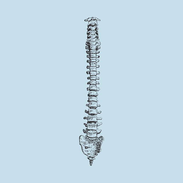 Spine anatomy by chapter2