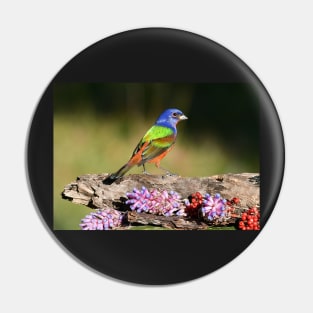 Painted Bunting Bird Male Pin