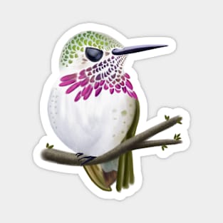 Calliope Hummingbird Magnet