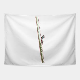 Praying mantis balancing on a stick - nature photography Tapestry