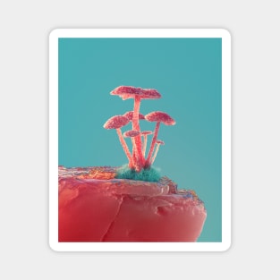 Mushrooms Magnet