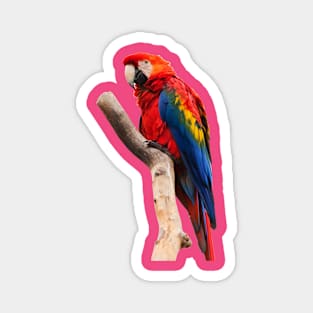 parrot rainbow Magnet