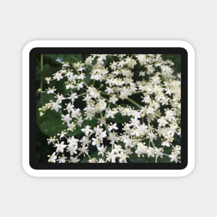 Elderberry Blossoms Magnet