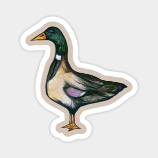 Mallard Duck Magnet