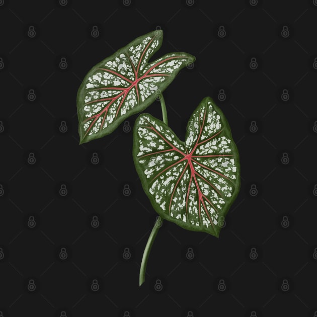 Caladium Galaxy Pink leaves by gronly