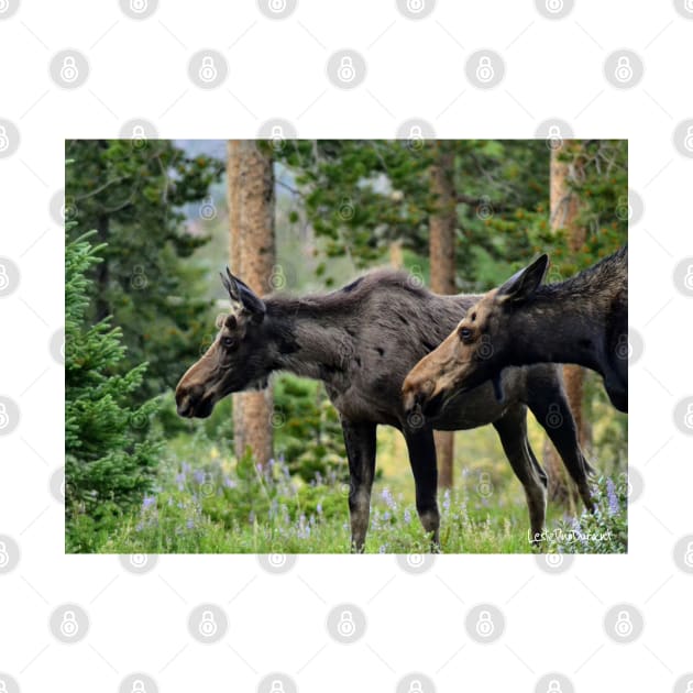 Moose on a Stroll in the Spring by Leslie Pino Durant