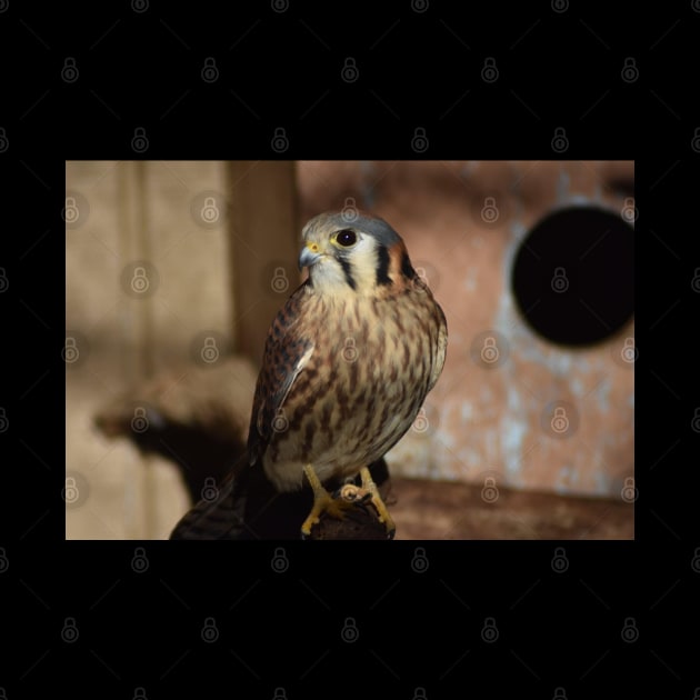 American Kestrel by MarieDarcy