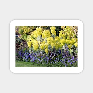 Yellow Spurge and Bluebells Magnet