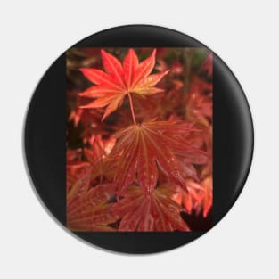 Fall Flame Orange Leaves of the Japanese Maple in the Rain Pin