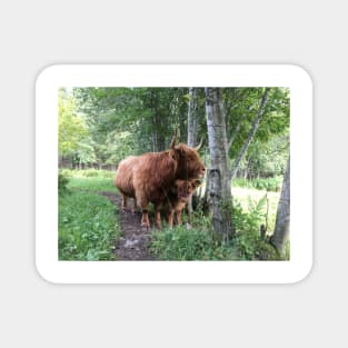 Scottish Highland Cattle Cow and Calf 1504 Magnet