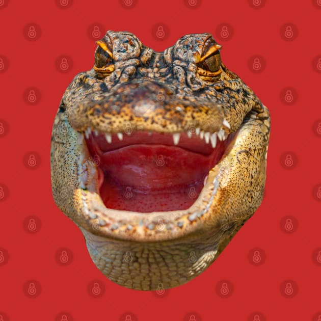 Gator face by dalyndigaital2@gmail.com