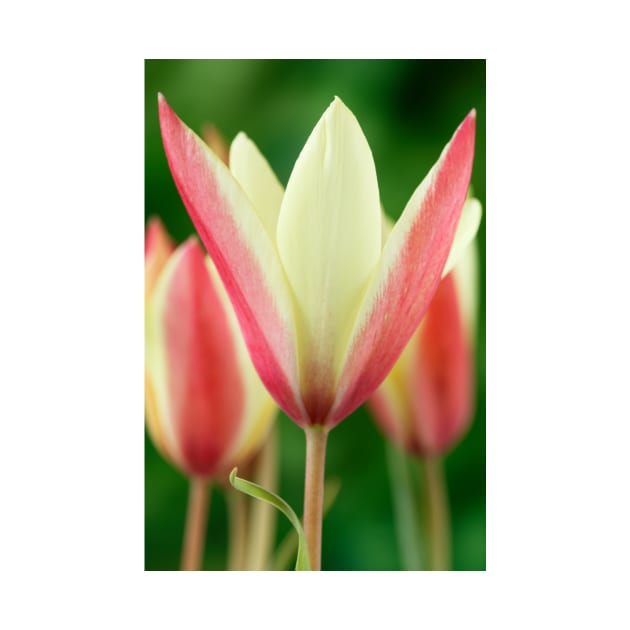 Tulipa clusiana  'Cynthia'  AGM  Lady tulip  Miscellaneous tulip by chrisburrows