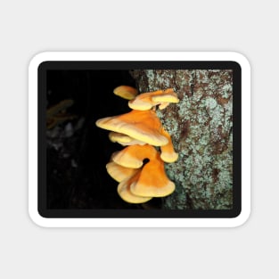 Chicken of the woods mushrooms Magnet
