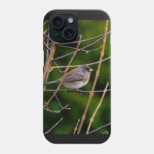 Dark-eyed Junco Perched On A Small Branch Phone Case