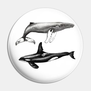 Orca and humpback whale Pin