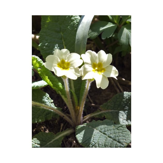 Yellow Primrose Flower by pinkal