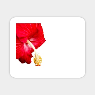 Red hibiscus flower on white. Magnet