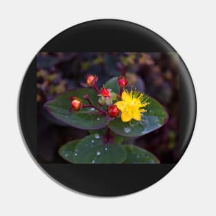 Golden Saint Johns Wort Pin