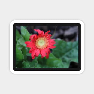 Red Gerber Daisy Magnet