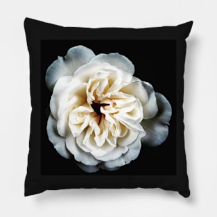 White Rose on Black Pillow