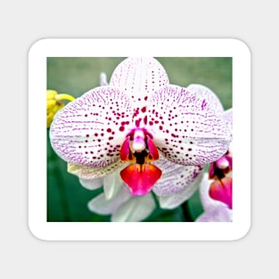 Spotted Violet and White Orchid Magnet