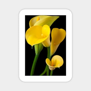 Four yellow calla lilies Magnet